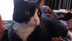 Is this kitty recession-proof?